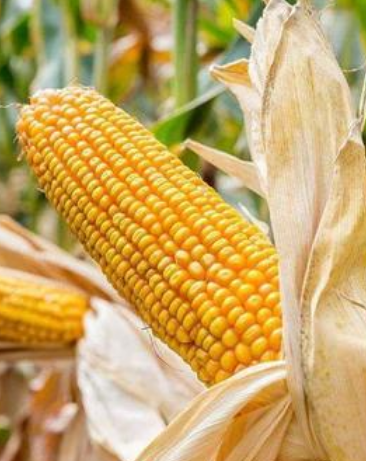 凯发k8省种子出口实现一季度开门红