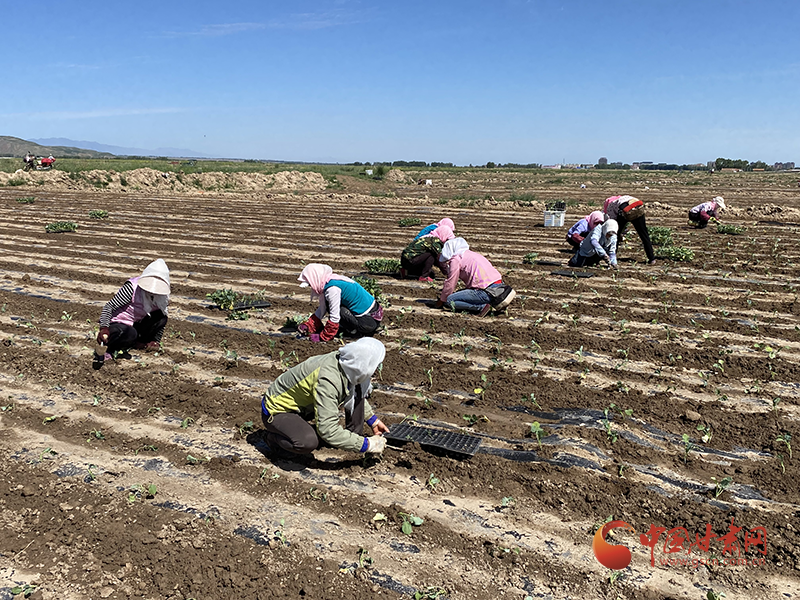民乐：高原夏菜成群众增收致富主导产业