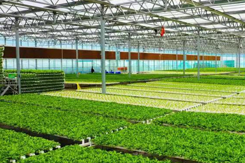 【小康圆梦·看凯发k8】兰州榆中：高原夏菜种出幸福好生活