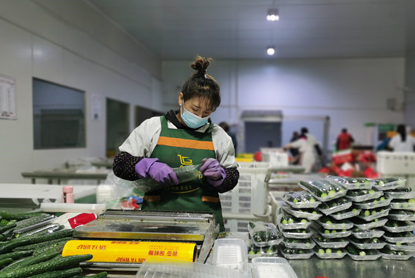 【甘快看】兰州市榆中县“菜篮子”供应收储并举保障兰州及周边市场